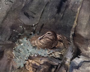 Eider Duck on Nest